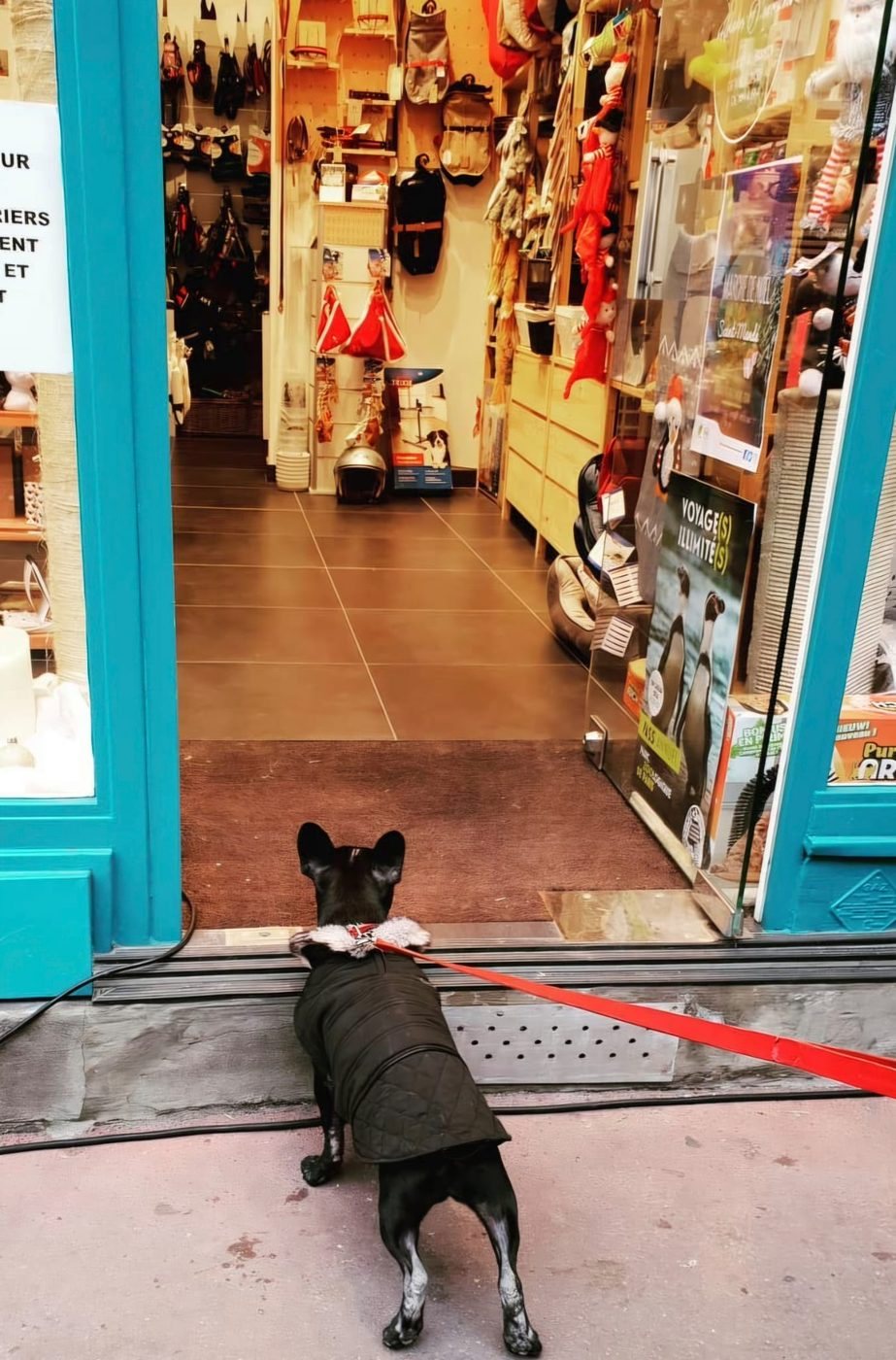 Chien attendant devant la porte de La Ménagerie Saint Mandé